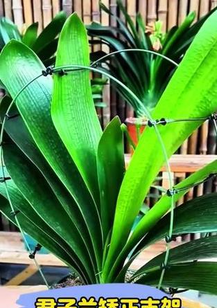 如何防止君子兰植株下垂？