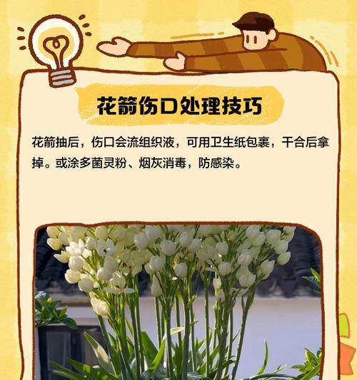 如何防止君子兰植株下垂？