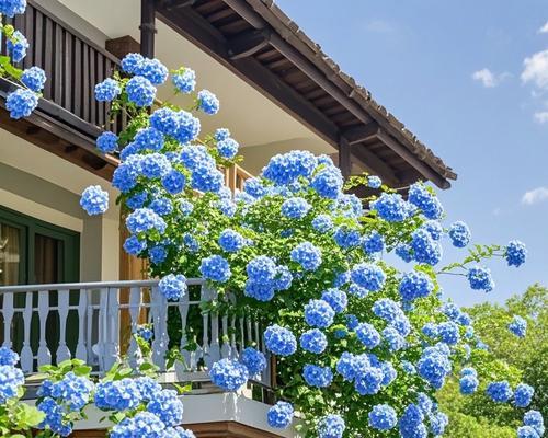 阳台上的花叫什么名字？楼上阳台适合养什么花？