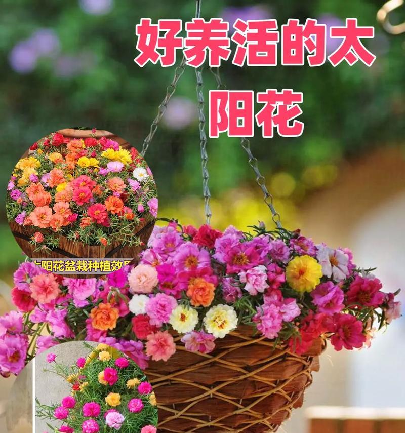 阳台上的花叫什么名字？楼上阳台适合养什么花？