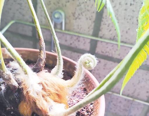 蕨类盆景新芽的养护技巧有哪些？