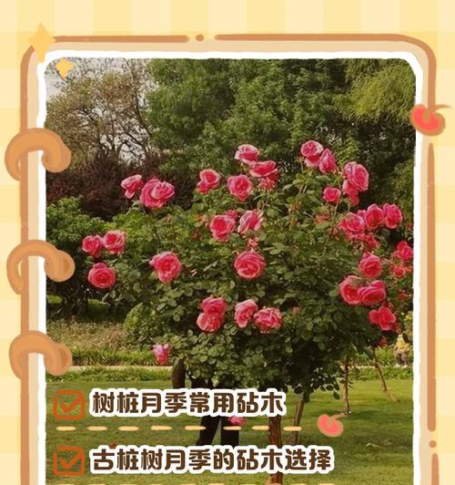 劈接月季嫩芽后如何正确修剪？修剪步骤是什么？
