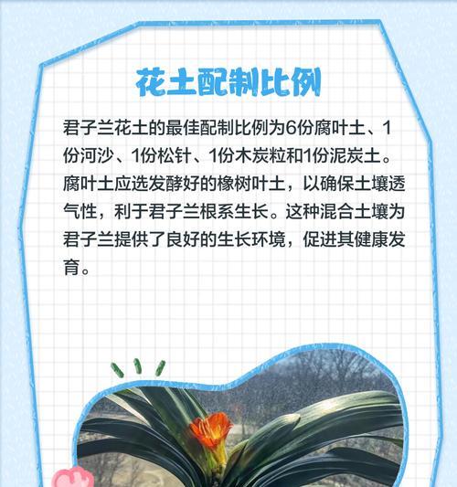 金花边君子兰的养殖方法是什么？如何正确养护金花边君子兰？