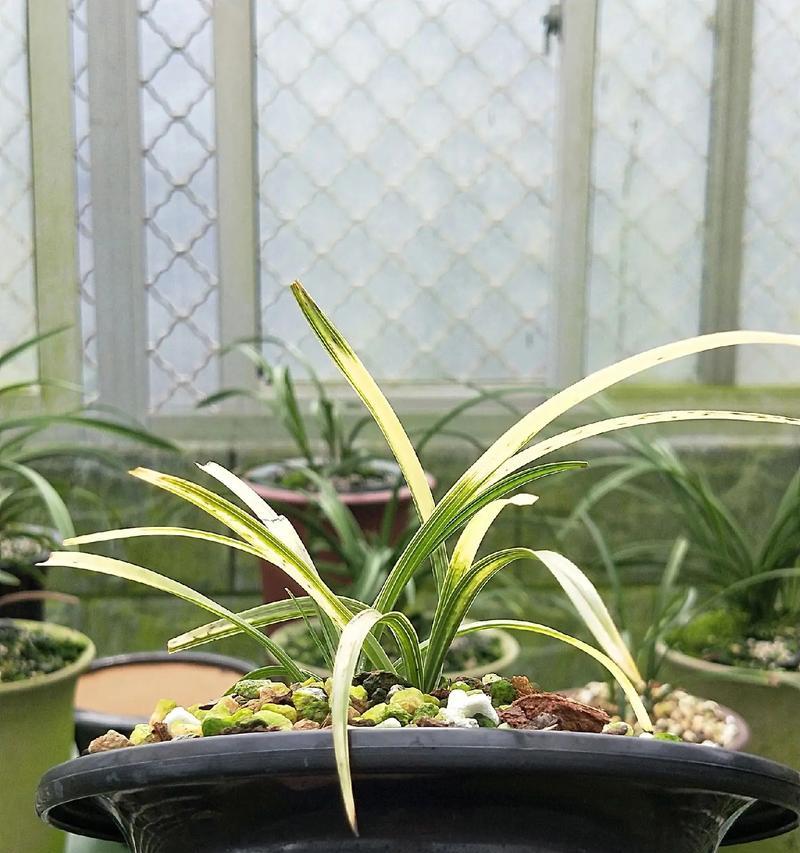 虎斑君子兰有哪些花色？如何辨别真伪？