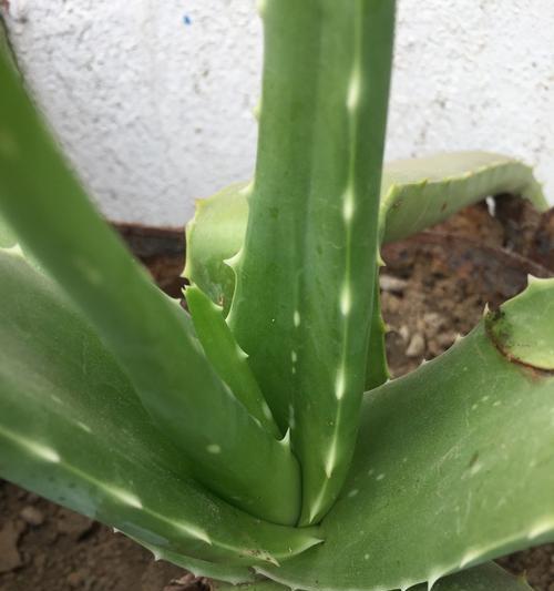 虎斑君子兰有哪些花色？如何辨别真伪？