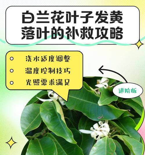 小白菊剪枝叶子发黄的原因是什么？如何处理小白菊剪枝叶子发黄的问题？