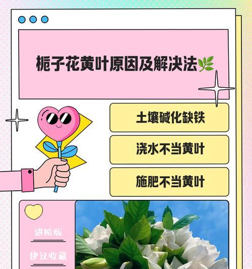 小白菊剪枝叶子发黄的原因是什么？如何处理小白菊剪枝叶子发黄的问题？