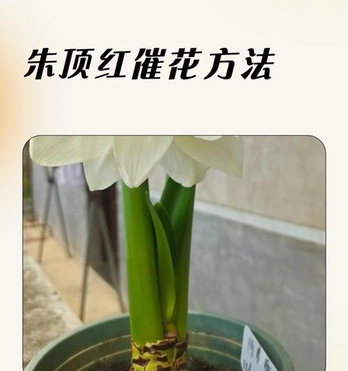 朱顶红发根的秘诀？哪种方法能让朱顶红根系更美观？