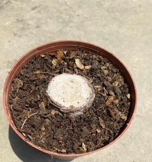 朱顶红发根的秘诀？哪种方法能让朱顶红根系更美观？