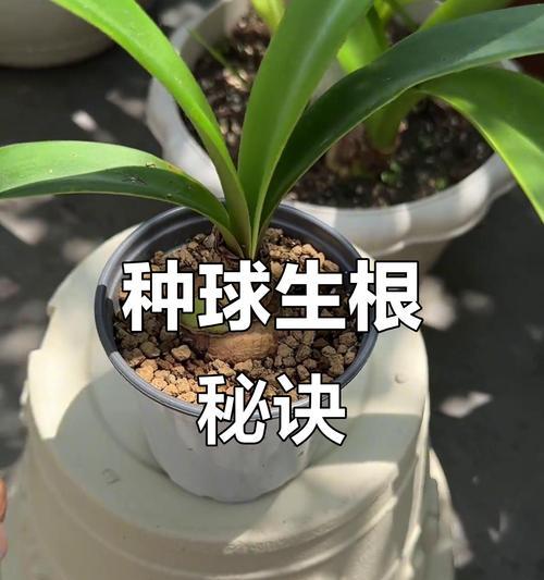 朱顶红发根的秘诀？哪种方法能让朱顶红根系更美观？
