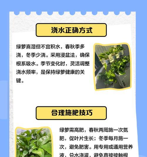 大红灵叶子发黄的解决方法是什么？