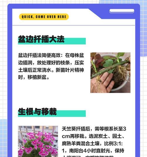 天竺葵老桩高空压枝的正确方法是什么？