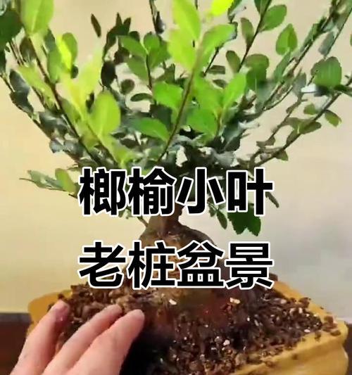 盆栽老桩盆景如何修剪？有哪些技巧？