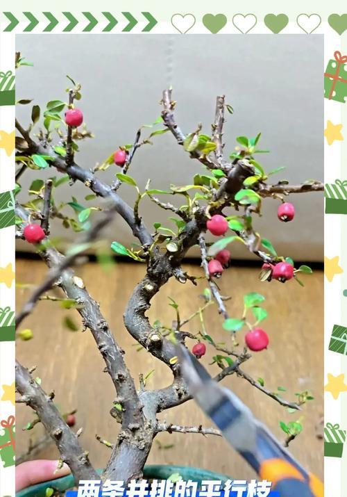 盆栽老桩盆景如何修剪？有哪些技巧？