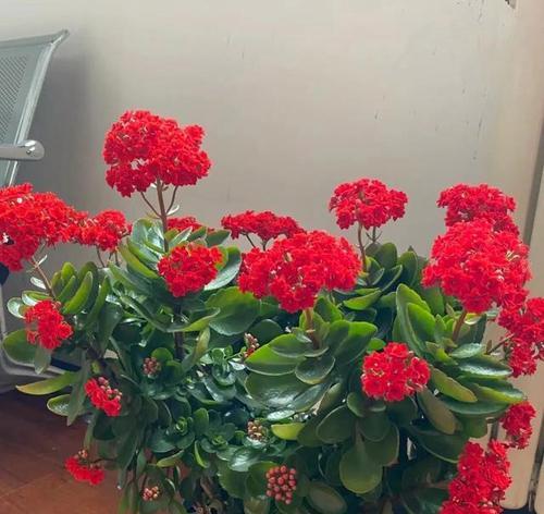 阳台遮阳条件下适合种植哪些花卉？