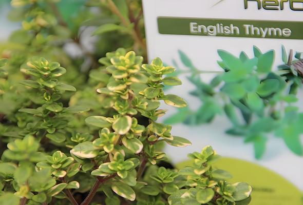 香草兰科植物种类有哪些？