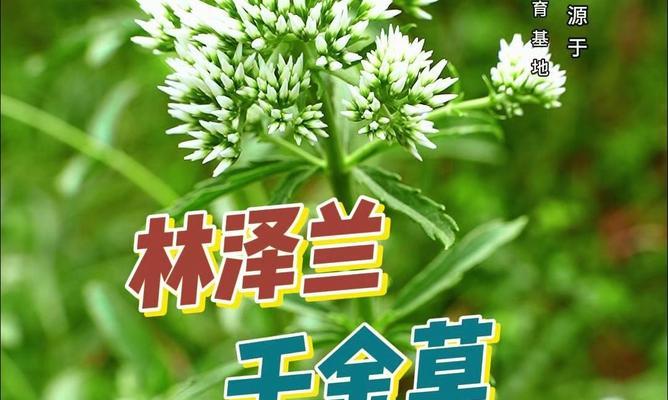 香草兰科植物种类有哪些？