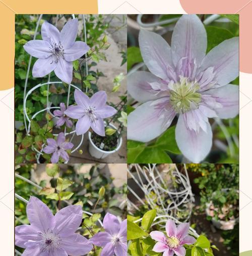 铁线莲四方盆种植方法是什么？