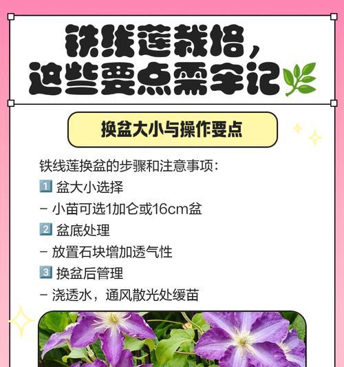 铁线莲四方盆种植方法是什么？