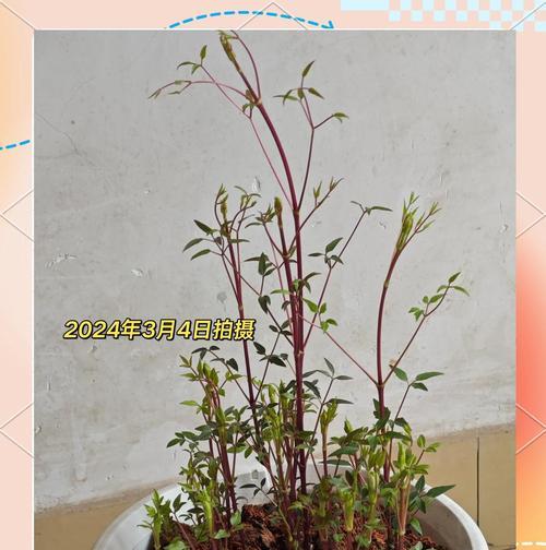 铁线莲四方盆种植方法是什么？