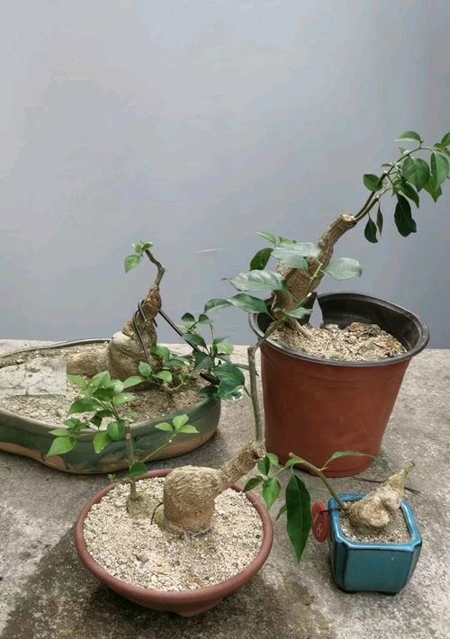 卧龙种植三角梅的效果如何？