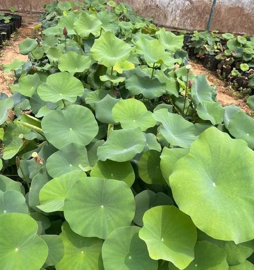 临泉水生植物种类有哪些？