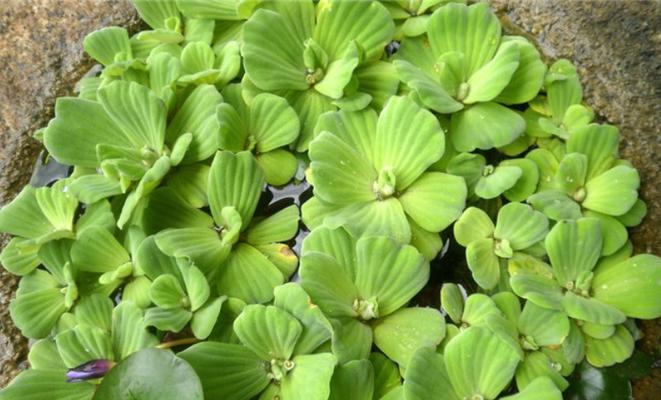 临泉水生植物种类有哪些？