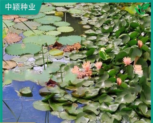池塘边适合种植哪些观赏植物？如何选择和搭配？