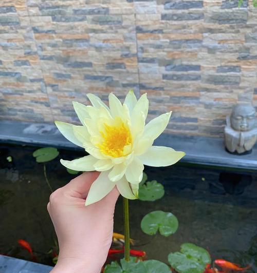 池塘边适合种植哪些观赏植物？如何选择和搭配？