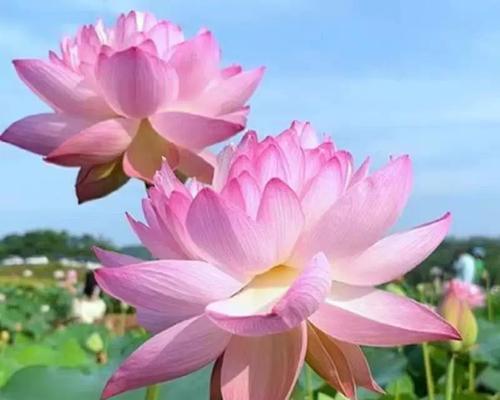 池塘边适合种植哪些观赏植物？如何选择和搭配？