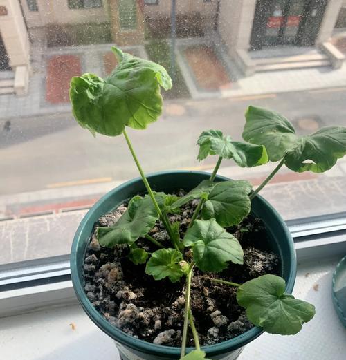 吉欧天竺葵小苗的正确养护方法是什么？