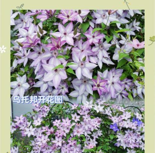 铁线莲八月换盆可行吗？换盆后如何养护？