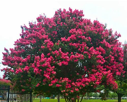 紫薇花苗栽培的关键技术要点是什么？