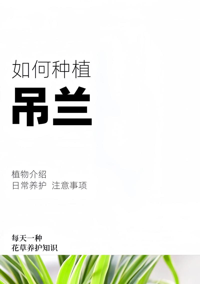 吊兰盆花盆景的正确养护方法是什么？