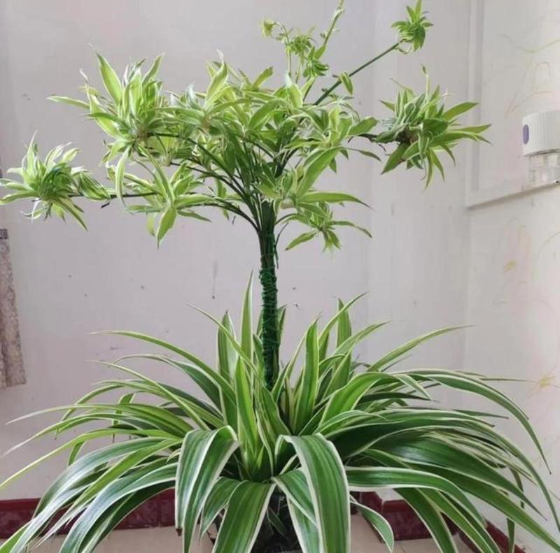 吊兰盆花盆景的正确养护方法是什么？