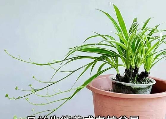 吊兰盆花盆景的正确养护方法是什么？
