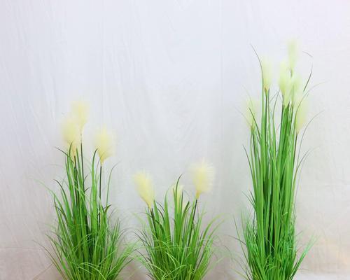 旱芦苇盆景的美观栽植方法是什么？
