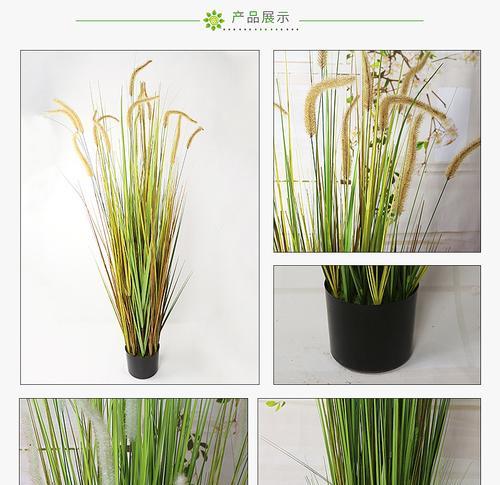 旱芦苇盆景的美观栽植方法是什么？