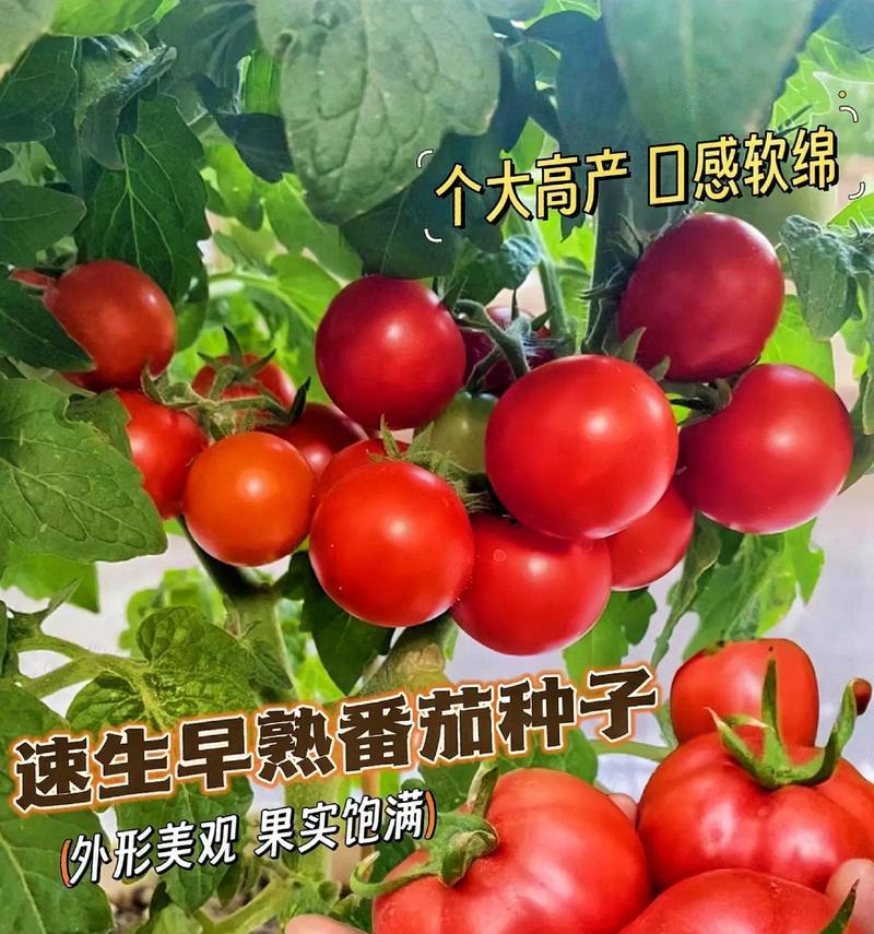 哪种番茄种子最适合播种？