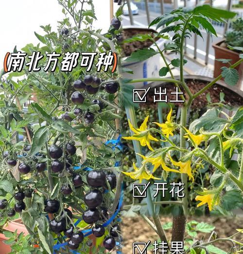 哪种番茄种子最适合播种？