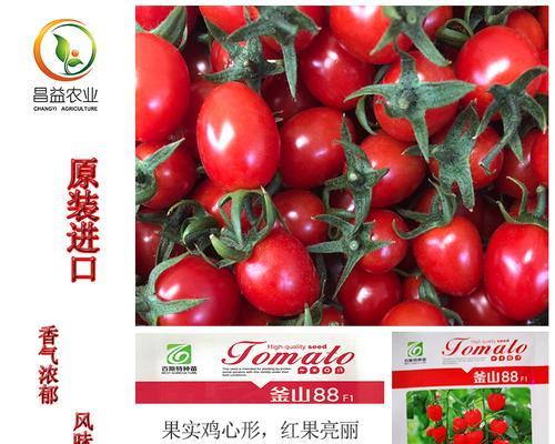 哪种番茄种子最适合播种？