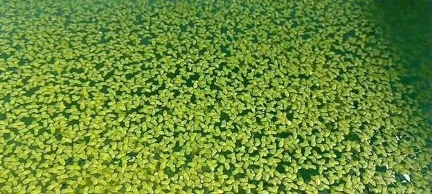 湖底水生植物种植的种类有哪些？