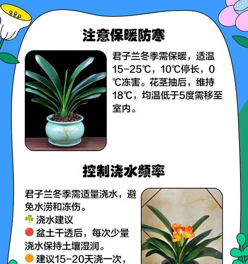 金君子兰盆景养护技巧是什么？