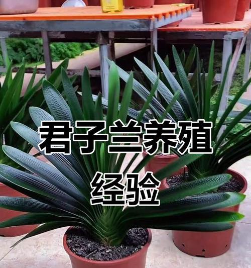 金君子兰盆景养护技巧是什么？