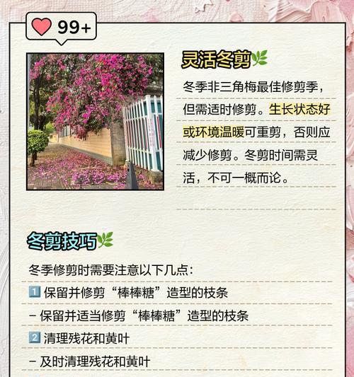 室内三角梅修剪打顶的最佳方法是什么？