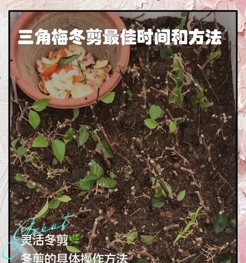 室内三角梅修剪打顶的最佳方法是什么？