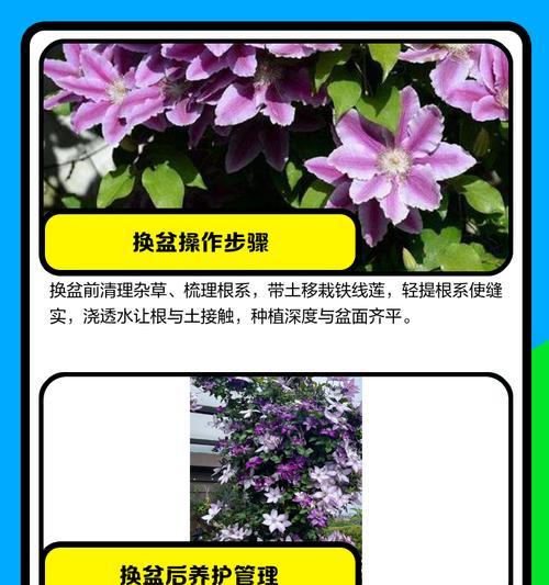 铁线莲修剪叶子时如何保持透气性？