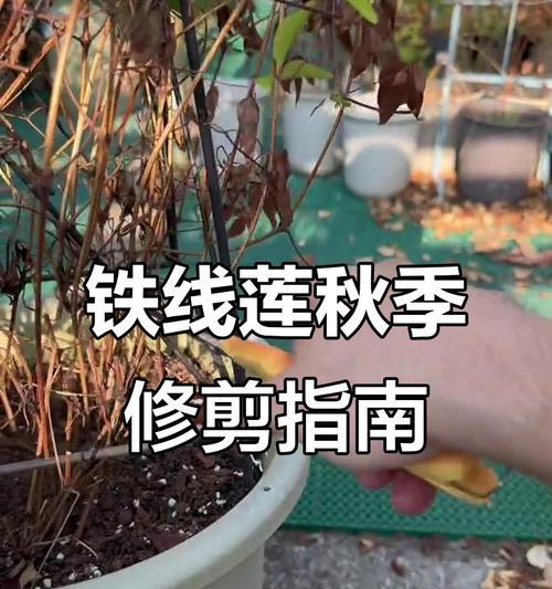 铁线莲修剪叶子时如何保持透气性？