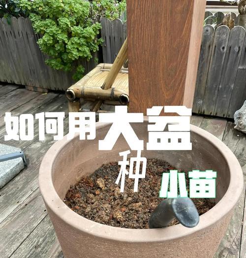 风雨兰栽培技术要点有哪些？如何提高成活率？