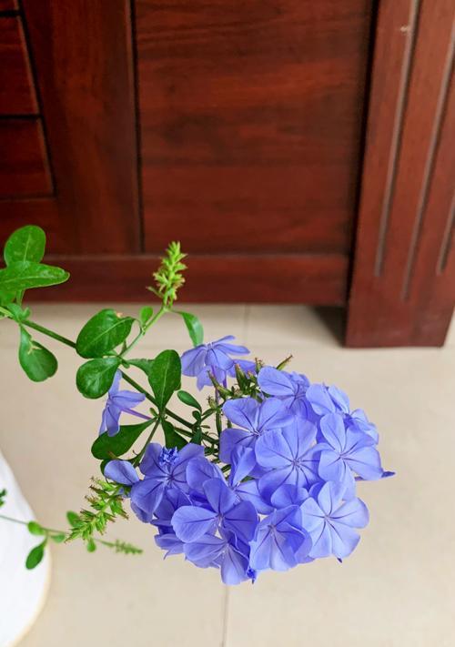 天竺葵调蓝色的技巧是什么？怎样才能更吸引人？